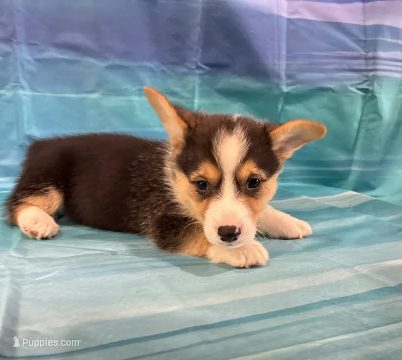 Rocket – Pembroke Welsh Corgi puppy for sale in Fayetteville, TN