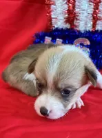 Belle, a female Pembroke Welsh Corgi for sale in Fayetteville, TN – 2 of 6