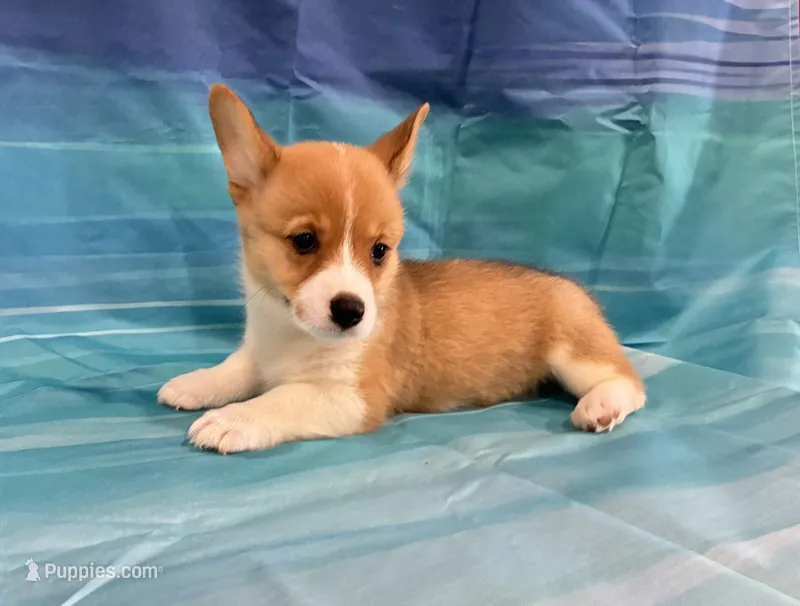 Belle – Pembroke Welsh Corgi puppy for sale in Fayetteville, TN
