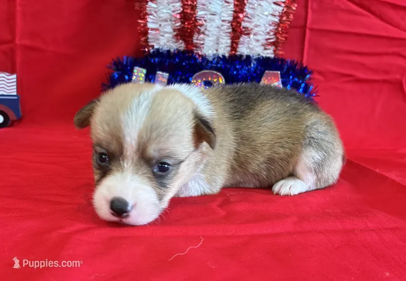 Belle – Pembroke Welsh Corgi puppy for sale in Fayetteville, TN