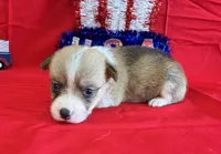 Belle, a female Pembroke Welsh Corgi for sale in Fayetteville, TN – 1 of 6