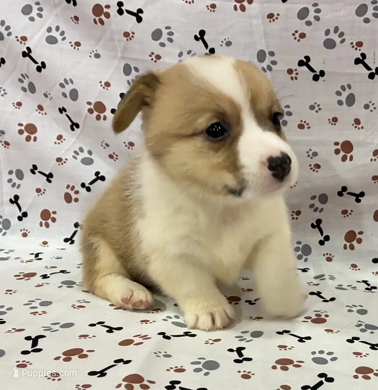 Liberty – Pembroke Welsh Corgi puppy for sale in Fayetteville, TN