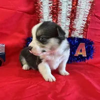 Banner, a male Pembroke Welsh Corgi for sale in Fayetteville, TN – 3 of 6