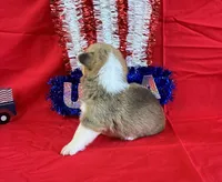 Indy, a female Pembroke Welsh Corgi for sale in Fayetteville, TN – 5 of 7