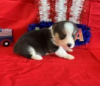 Banner, a male Pembroke Welsh Corgi for sale in Fayetteville, TN – 6 of 6