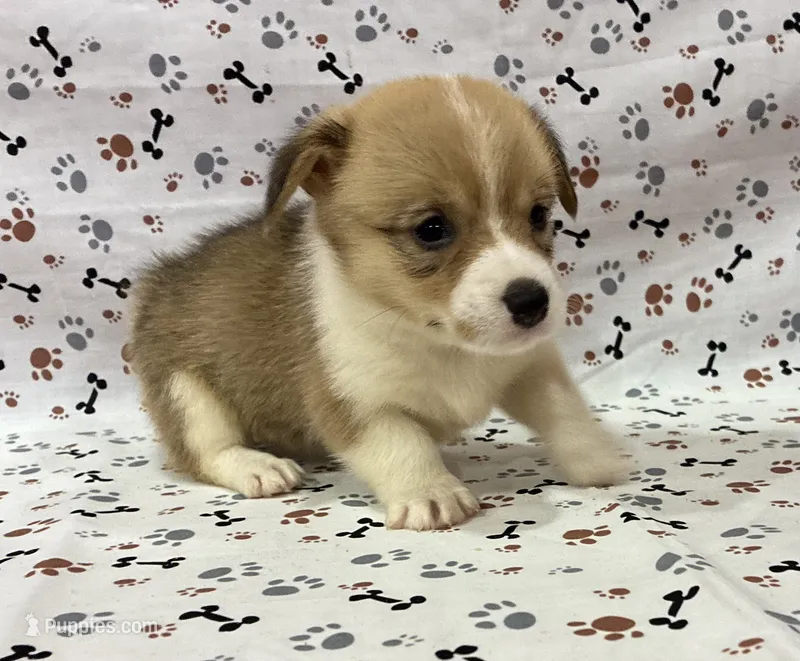 Belle – Pembroke Welsh Corgi puppy for sale in Fayetteville, TN