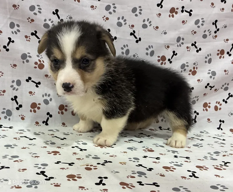 Rocket – Pembroke Welsh Corgi puppy for sale in Fayetteville, TN