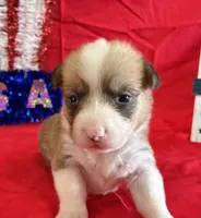 Blaze, a male Pembroke Welsh Corgi for sale in Fayetteville, TN – 2 of 8