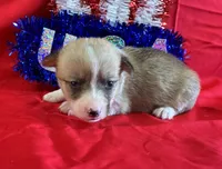 Star, a female Pembroke Welsh Corgi for sale in Fayetteville, TN – 2 of 8