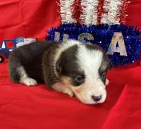 Betsy, a female Pembroke Welsh Corgi for sale in Fayetteville, TN – 8 of 8