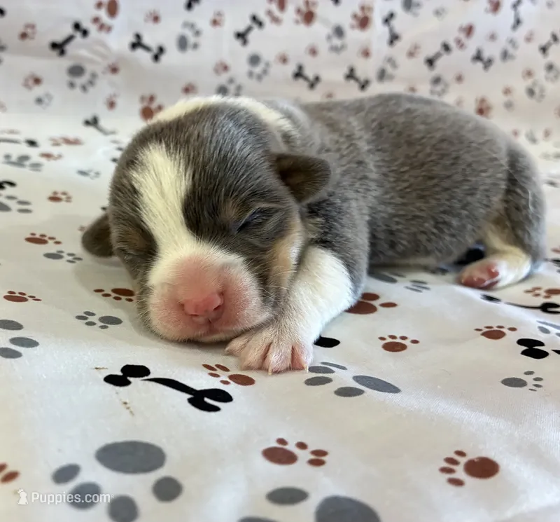 Poncho – Pembroke Welsh Corgi puppy for sale in Fayetteville, TN