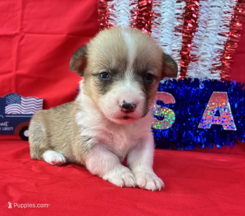 Star – Pembroke Welsh Corgi puppy for sale in Fayetteville, TN