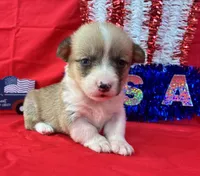 Star, a female Pembroke Welsh Corgi for sale in Fayetteville, TN – 1 of 8