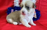 Liberty, a female Pembroke Welsh Corgi for sale in Fayetteville, TN – 6 of 7