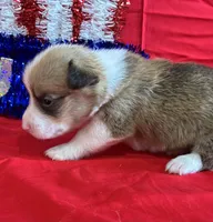 Blaze, a male Pembroke Welsh Corgi for sale in Fayetteville, TN – 3 of 8