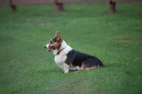 Stocker, a male Pembroke Welsh Corgi for sale in Fayetteville, TN – 5 of 5