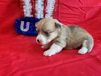 Indy, a female Pembroke Welsh Corgi for sale in Fayetteville, TN – 7 of 7