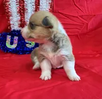 Indy, a female Pembroke Welsh Corgi for sale in Fayetteville, TN – 2 of 7