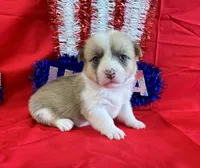 Liberty, a female Pembroke Welsh Corgi for sale in Fayetteville, TN – 5 of 7