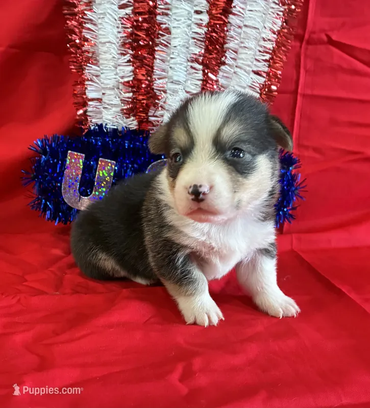 Rocket – Pembroke Welsh Corgi puppy for sale in Fayetteville, TN
