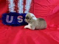 Boomer, a male Pembroke Welsh Corgi for sale in Fayetteville, TN – 7 of 9