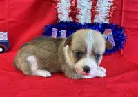 Belle, a female Pembroke Welsh Corgi for sale in Fayetteville, TN – 3 of 6