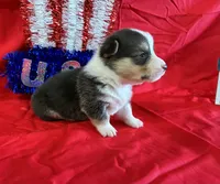 Rocket, a male Pembroke Welsh Corgi for sale in Fayetteville, TN – 5 of 5