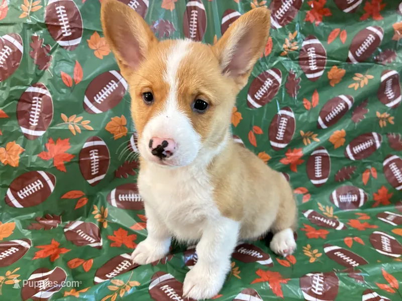 Blaze – Pembroke Welsh Corgi puppy for sale in Fayetteville, TN