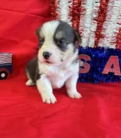 Banner, a male Pembroke Welsh Corgi for sale in Fayetteville, TN – 2 of 6