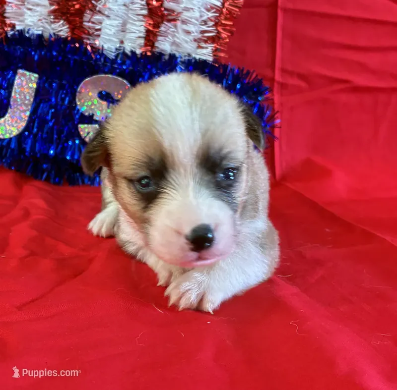Boomer – Pembroke Welsh Corgi puppy for sale in Fayetteville, TN