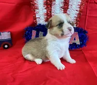 Liberty, a female Pembroke Welsh Corgi for sale in Fayetteville, TN – 4 of 7