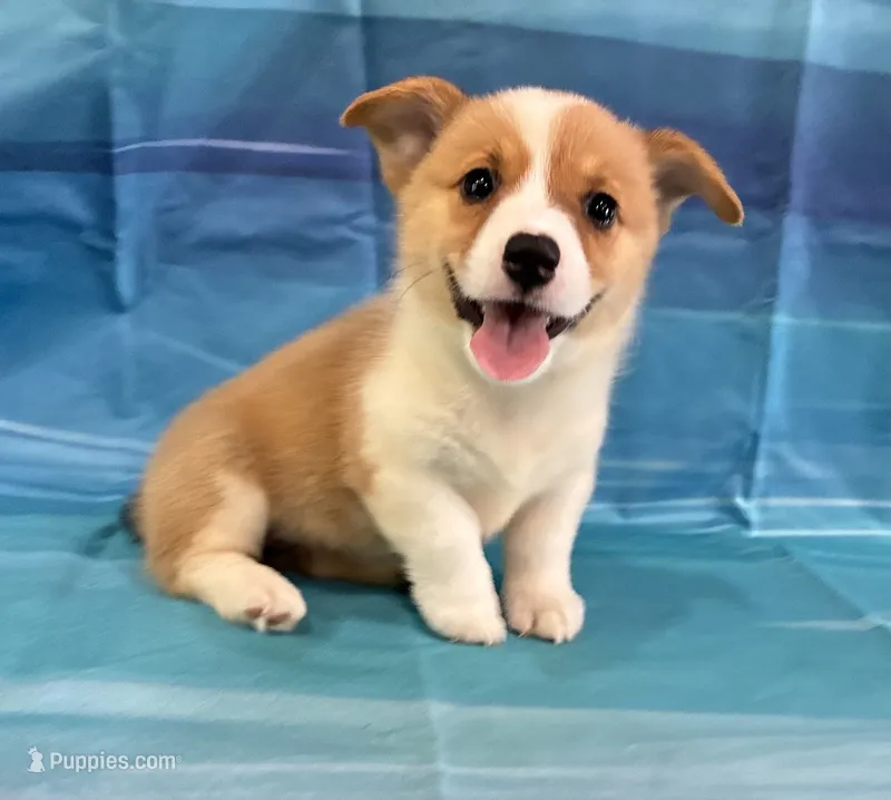 Liberty – Pembroke Welsh Corgi puppy for sale in Fayetteville, TN