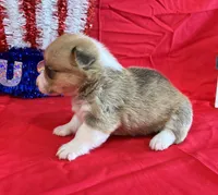Indy, a female Pembroke Welsh Corgi for sale in Fayetteville, TN – 6 of 7