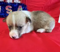 Star, a female Pembroke Welsh Corgi for sale in Fayetteville, TN – 4 of 8