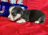 Rocket, a male Pembroke Welsh Corgi for sale in Fayetteville, TN – 2 of 5