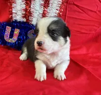 Betsy, a female Pembroke Welsh Corgi for sale in Fayetteville, TN – 3 of 8
