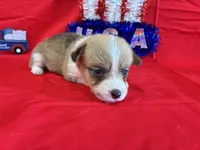 Belle, a female Pembroke Welsh Corgi for sale in Fayetteville, TN – 6 of 6