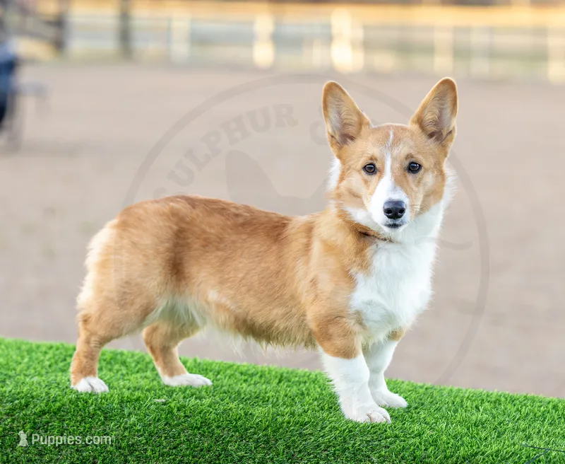 Piper – Pembroke Welsh Corgi puppy for sale in Fayetteville, TN