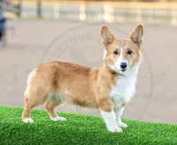 Piper, a female Pembroke Welsh Corgi for sale in Fayetteville, TN – 1 of 1