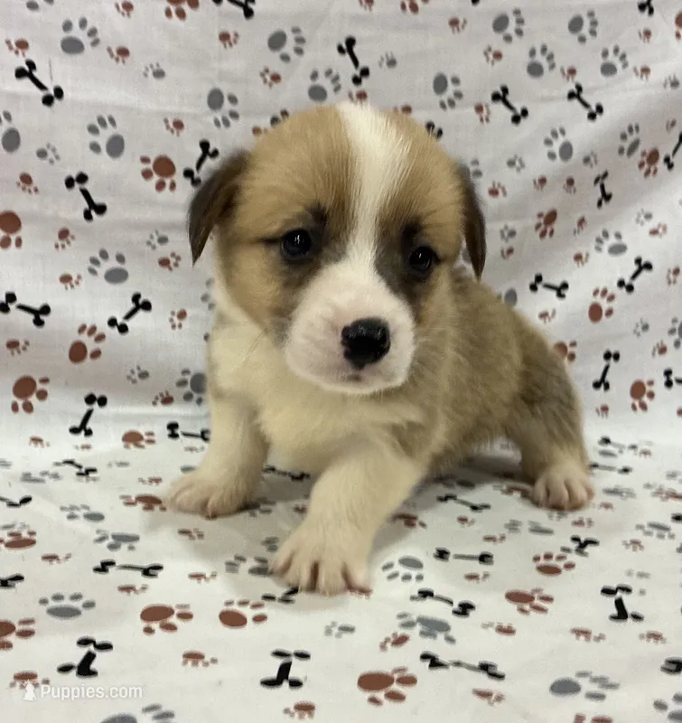 Boomer – Pembroke Welsh Corgi puppy for sale in Fayetteville, TN
