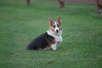 Stocker, a male Pembroke Welsh Corgi for sale in Fayetteville, TN – 3 of 5