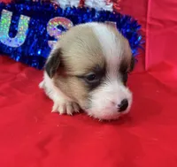 Boomer, a male Pembroke Welsh Corgi for sale in Fayetteville, TN – 6 of 9