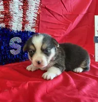 Rocket, a male Pembroke Welsh Corgi for sale in Fayetteville, TN – 4 of 5