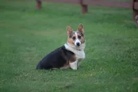 Stocker, a male Pembroke Welsh Corgi for sale in Fayetteville, TN – 4 of 5