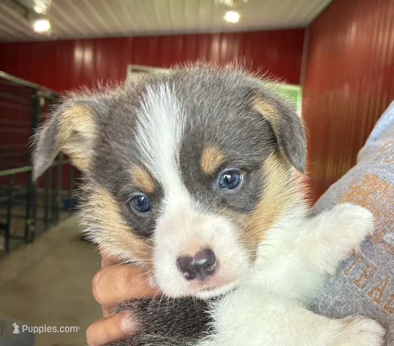 Poncho – Pembroke Welsh Corgi puppy for sale in Fayetteville, TN