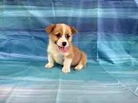 Boomer, a male Pembroke Welsh Corgi for sale in Fayetteville, TN – 3 of 10