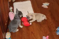 Huey, a male French Bulldog for sale in Kings Park, NY – Photo 5 of 10