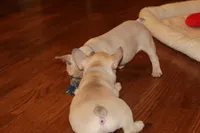 Huey, a male French Bulldog for sale in Kings Park, NY – Photo 9 of 10