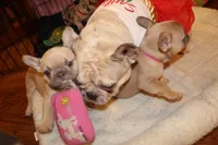 Huey, a male French Bulldog for sale in Kings Park, NY – Photo 8 of 10