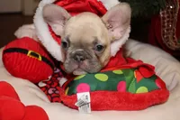 Huey, a male French Bulldog for sale in Kings Park, NY – Photo 2 of 10